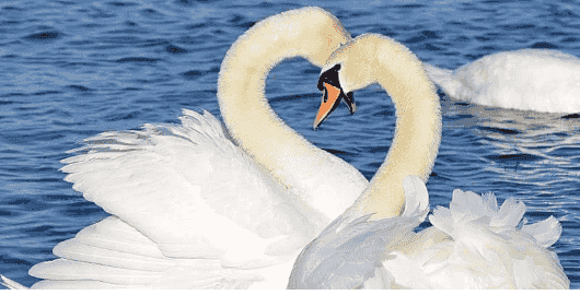 Любовь лебедей видео. Любовь и лебеди. Белый лебедь. Красивые лебеди. Два лебедя.